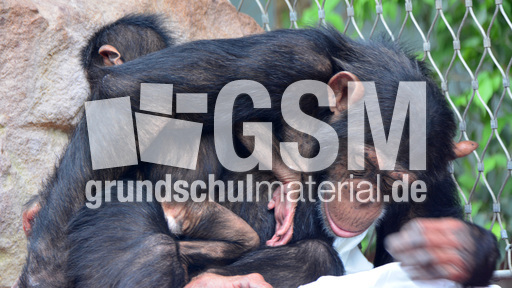 Schimpanse_1 (7).jpg